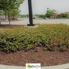 Maybe you would like to learn more about one of these? Dwarf Bush Honeysuckle