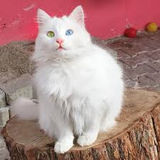 pin on fauna of turkey