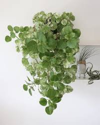 For those that have grown these successfully to the point where the plant reached its full potential, i would love to hear from you please. 12 Cat Safe Houseplants 13 Toxic Ones Household Tips