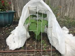 Growing cucumbers in florida can be easy, you just have to plant the right variety at the right time and be willing to keep a watchful eye over your plant. What Vegetable Varieties Can We Grow In Summer Heat Local News Theeagle Com