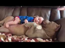 Un videoclip care te va face sa râzi cu lacrimi, in care diferite animalute fac atât momente amuzante cât și de inteligență. Video Pisici Amuzante Videoclipuri