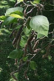 Image result for Broussonetia