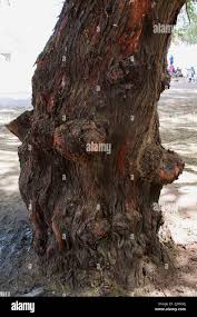 Image result for Acacia nilotica