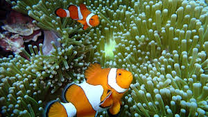 Courtesy of reefnews, jonathan dowell; 300 Million For Research Projects To Help Save Australia S Great Barrier Reef Kidsnews
