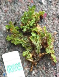 Image result for Hymenophyllum splendidum