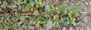 Image result for Portulaca oleracea