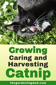 10 Easy Tips How To Grow Catnip The Gardening Dad Growing Catnip Catnip Catnip Plant