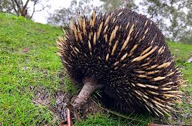 John White Wildlife On Twitter Wildlife Echidna Fun Things To Do