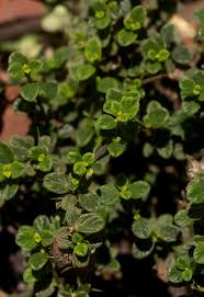 Image result for Barleria crassa