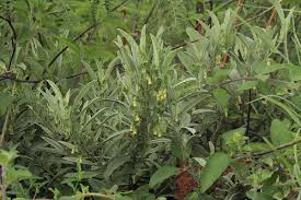 Image result for Malvaceae: Byttnerioideae, Helicteroideae