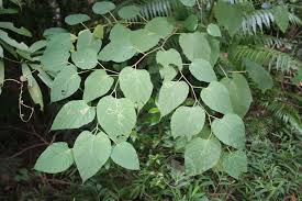 Image result for Alangium chinense