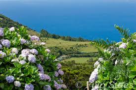 #sucesso #felicidade #formiga #motivacional # história motivacional. Insel Pico Und Die Azoren Cw Azores