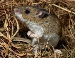 North American Deermouse Missouri Department Of Conservation