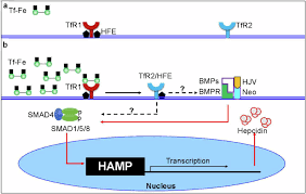 Image result for Transferrin