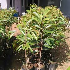 Durian musang king merupakan sebuah pelang bisnis yang menjanjikan alasannya durian sangat di sukai oleh kebayakan orang, anda bisa kami telah mendesain management terbaik untuk mengolola mitra sehingga tidak ada yang di rugikan dan mejalankan bisnis durian musang king besama kami. Bibit Durian Super Banyumas Kemranjen Alasmalang Unggul Sehat Murah