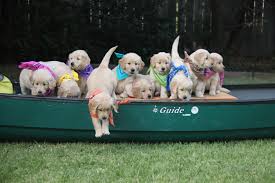 Color Coded Pups Canine Companions For Independence Hey, we kind of look alike, don't we? when you need a pop of color in a photo, stick out your tongue. canine companions for independence