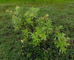 Image result for Wajira grahamiana