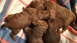 What is an overview of goldendoodle puppies for sale in southern california. Red Mini Goldendoodle Puppies In Northern California And Mini Australian Labradoodles Stetson S Doodles