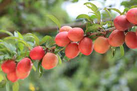 We would like to show you a description here but the site won't allow us. A Gardener S Guide To Dwarf Fruit Trees What You Can Grow In Small Spaces And Pots Stuff Co Nz