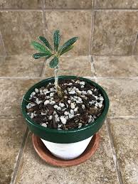 Image result for Dorstenia cuspidata