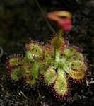 Image result for Drosera burkeana
