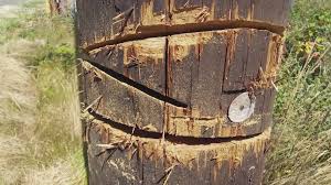 Rust how to use chainsaw. Very Dangerous Police And Fbi Investigate Power Poles Cut With Chainsaw In Snohomish County King5 Com