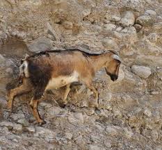 Apr 01, 2011 · livescience.com presents a list of the 500 cutest animals, including cats, dogs, penguins, wildebeest, capybara, sea otters and echidna. Arabian Tahr Wildlife At Wadi Wurayah Picture Of Wadi Wurayah Fujairah Tripadvisor