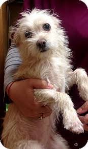 I want a puppy for christmas! Torrington Ct Chihuahua Poodle Miniature Mix Meet Beatrice A Dog For Adoption Pets Dogs Breeds Chihuahua Mix Puppies Cute Dogs