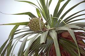 Image result for Pandanaceae