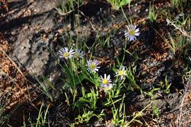 Image result for Berkheya johnstoniana