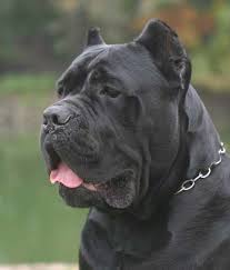 Cane Corso Cane Corso Cane Corso Dog Corso Dog