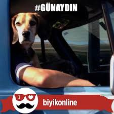 Gunaydin Morning Goodmorning Sali Tuesday Photo Photographe Photographs Angle Perfecttiming Perfect Perfecttime Fun Funny Instagram Animals Dogs