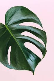 Monstera Deliciosa The Hurricane Or Swiss Cheese Plant Big Palm Leaf On Pink Background Tropical Leaves Leaf Photography Plant Wallpaper