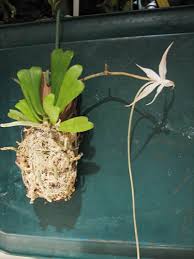 Image result for Aerangis splendida