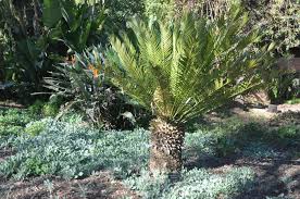 Image result for Encephalartos senticosus