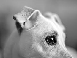 Head shaking in dogs can be a completely harmless gesture that is not connected to any health issue. Is It An Emergency Shivering Lethargy And More