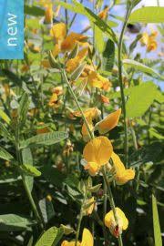 Image result for Crotalaria spinosa
