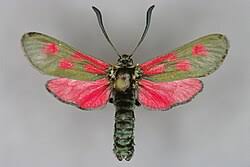 Image result for Zygotritonia