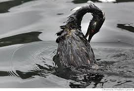 Victim Of An Oil Spill Tragic The Damage We Do To Earth And The Creatures We Share It With Oil Spill Bp Oil Animals