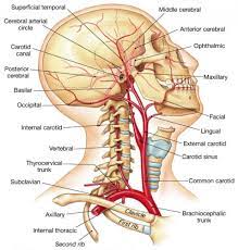 The spine is the backbone of the human skeleton. Throat And Neck Anatomy Koibana Info Arteries Anatomy Medical Anatomy Human Anatomy And Physiology