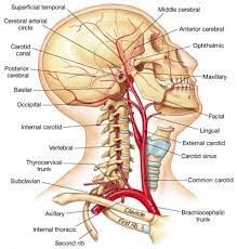Muscles of the posterior neck and the back. Throat And Neck Anatomy Koibana Info Arteries Anatomy Medical Anatomy Human Anatomy And Physiology