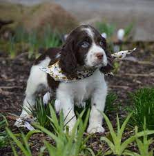 Monte English Springer Spaniel Puppy 641449 Puppyspot Springer Spaniel Puppies English Springer Spaniel Puppy Springer Spaniel