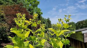 Image result for Cylindropsis parvifolia