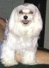 Standard, bronze, silver, gold, and platinum. Cute Akc Maltese Puppies For Sale In Humble Texas Classified Americanlisted Com