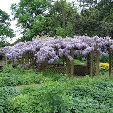 Image result for Wisteria sinensis