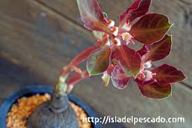 Image result for Monadenium pseudoracemosum