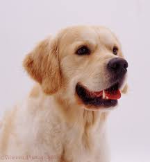 Golden Retriever Dog Photo Wp08063