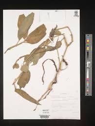 Image result for Aneilema aequinoctiale