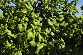 Image result for Grapevine leafroll virus