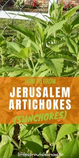 Free shipping on qualified orders. How To Grow Jerusalem Artichokes Sunchokes